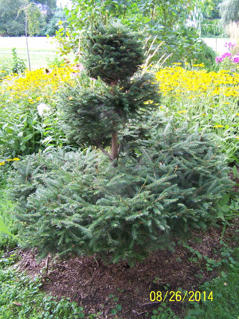 Topiary Spruce