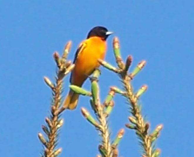 Baltimore Oriole