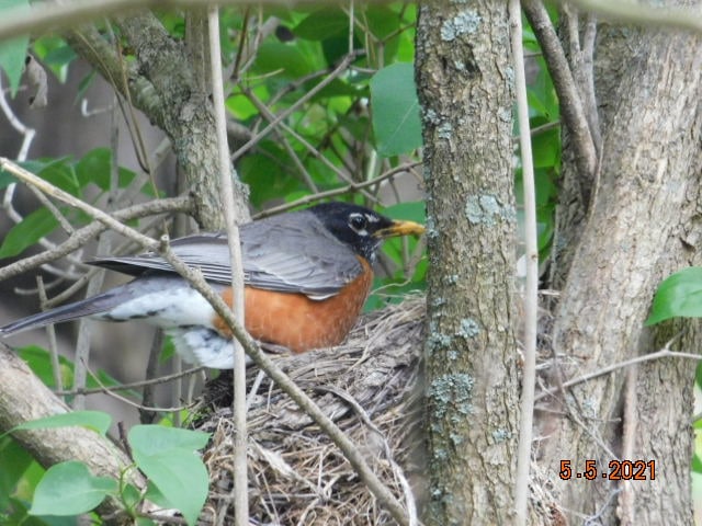 Common bird in the nursery, Robin