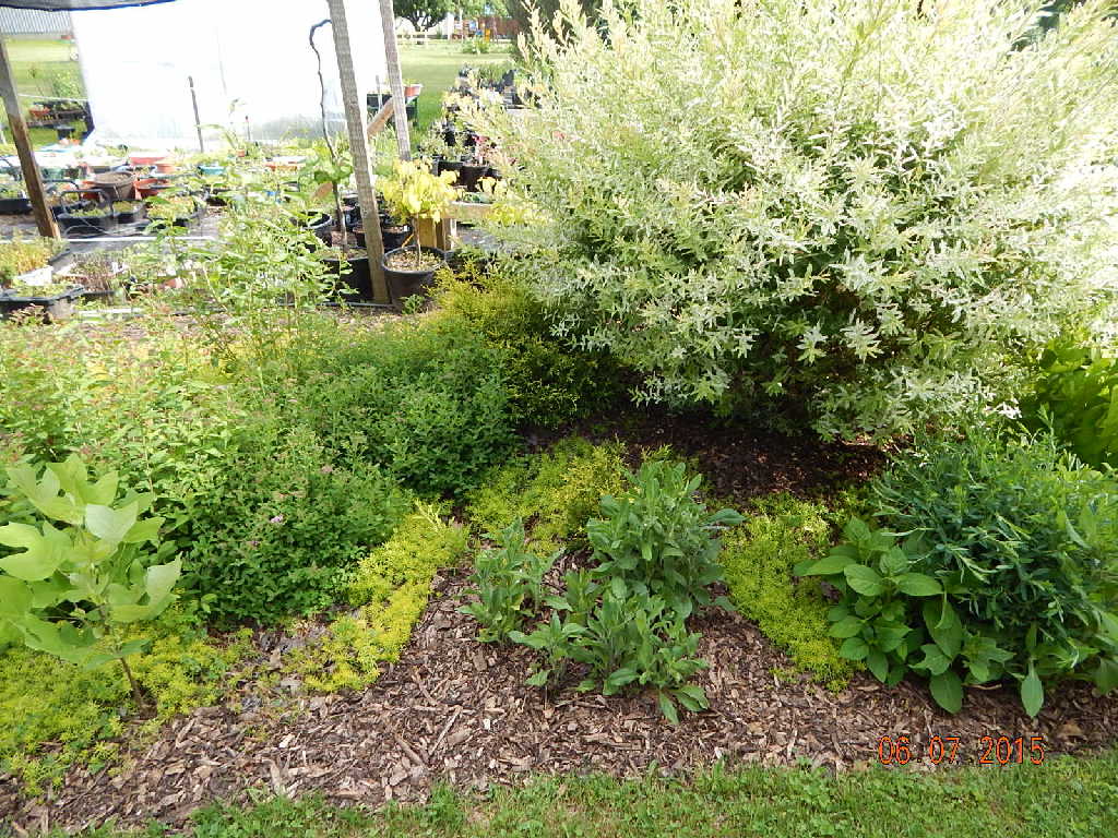 Raised Bed