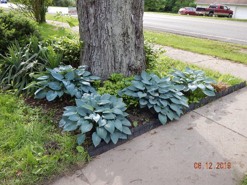 Maple Tree Bed