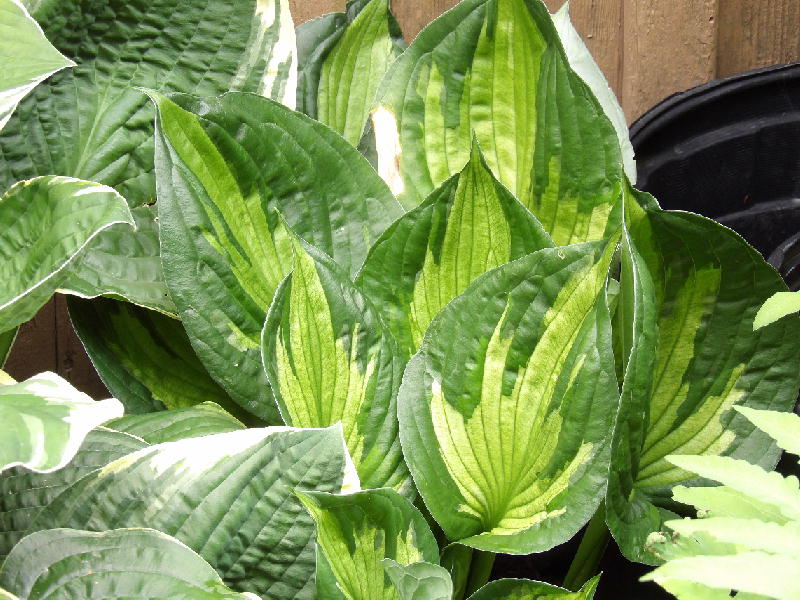 Whirlwind Hosta