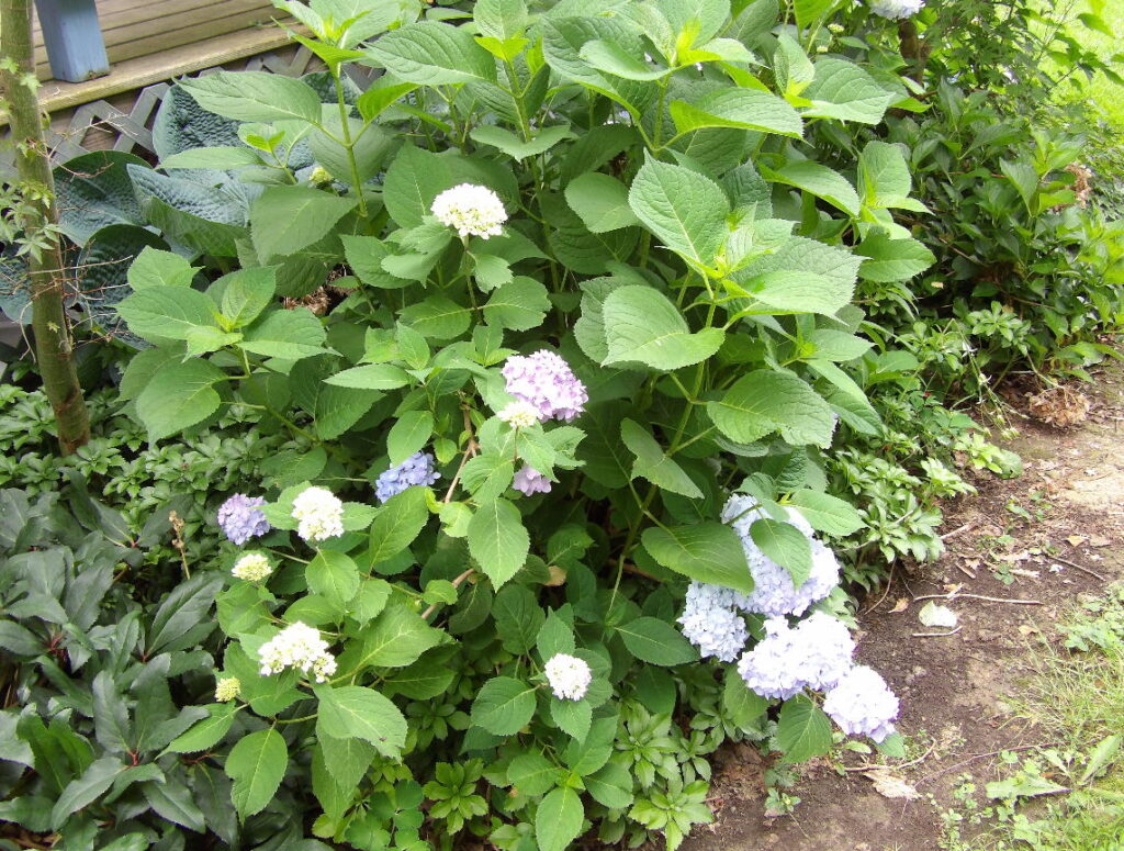 David Ramsey Hydrangea