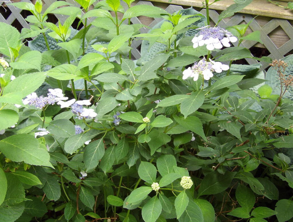 Bluebird Hydrangea