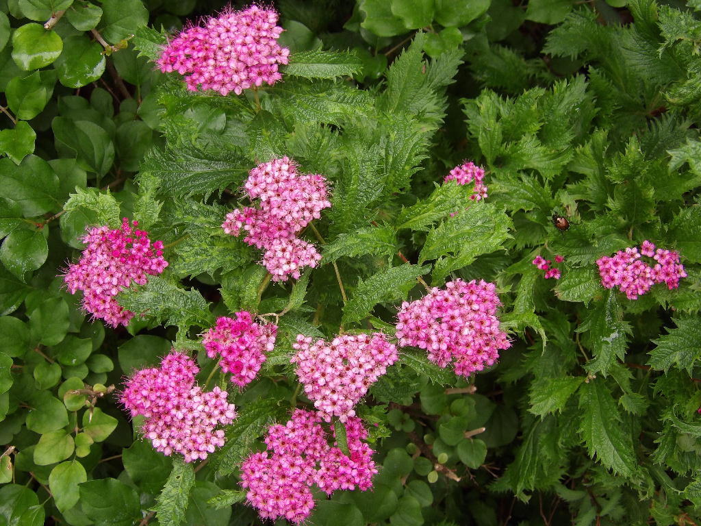 Dolchica Spirea in bloom