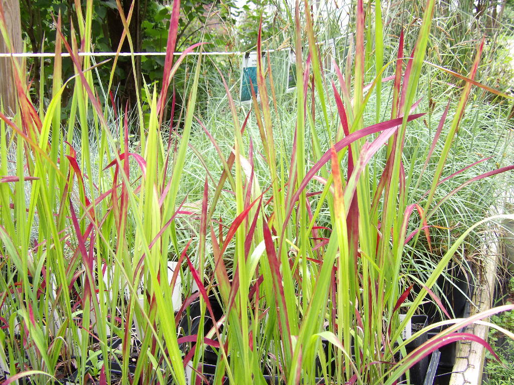 Japanese Blood Grass