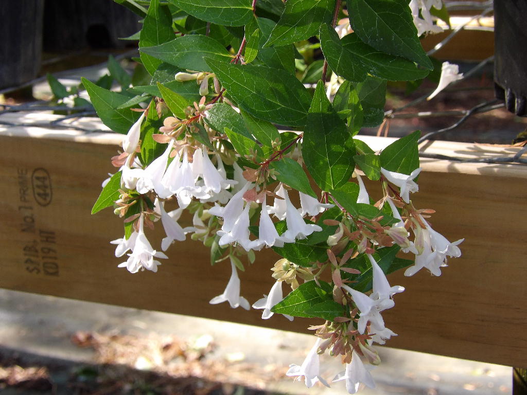 Glossy Abelia flowers