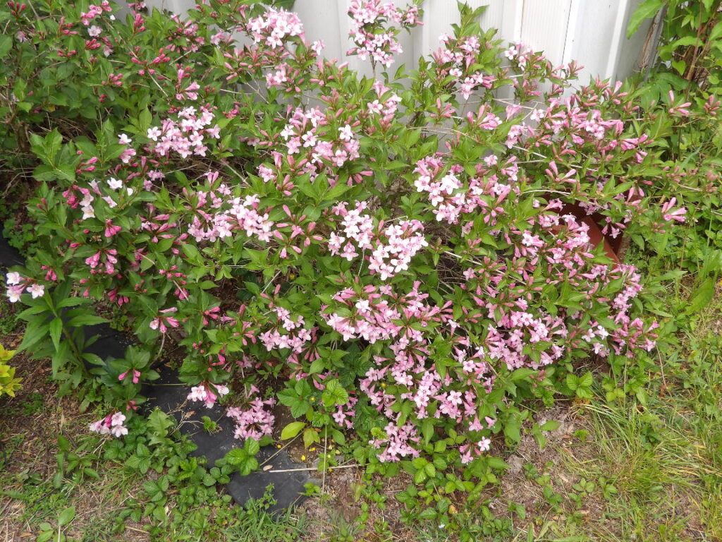 Pink Poppet Weigela