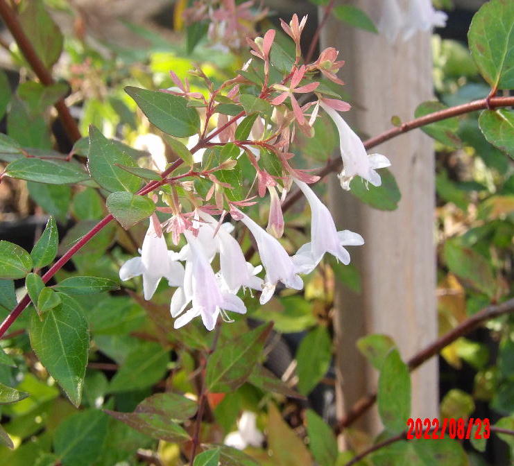 Glossy Abelia flowers