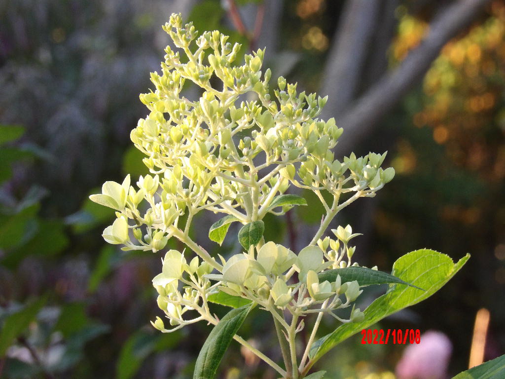 Limelight Hydrangea before blooming