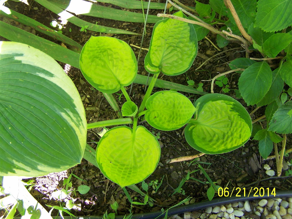 Rainforest Sunrise Hosta