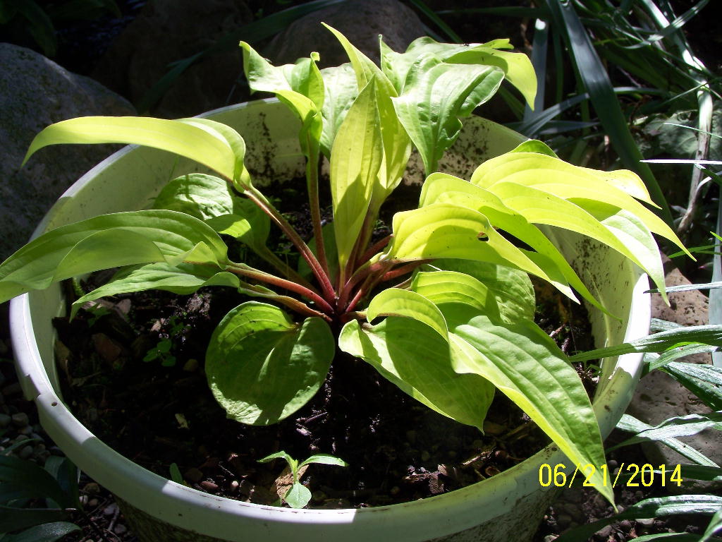 Fire Island Hosta