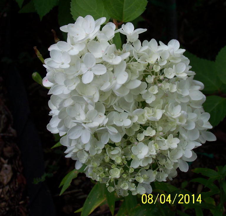 PG Hydrangea flower