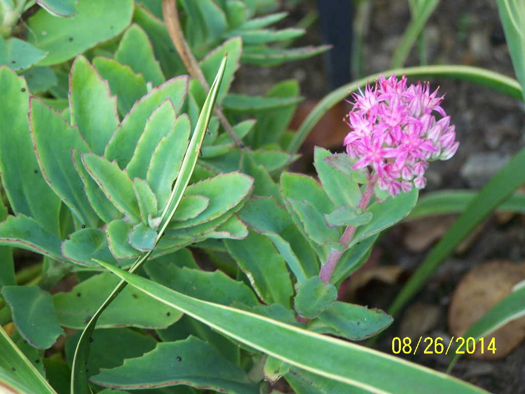 Munstead Red Sedum