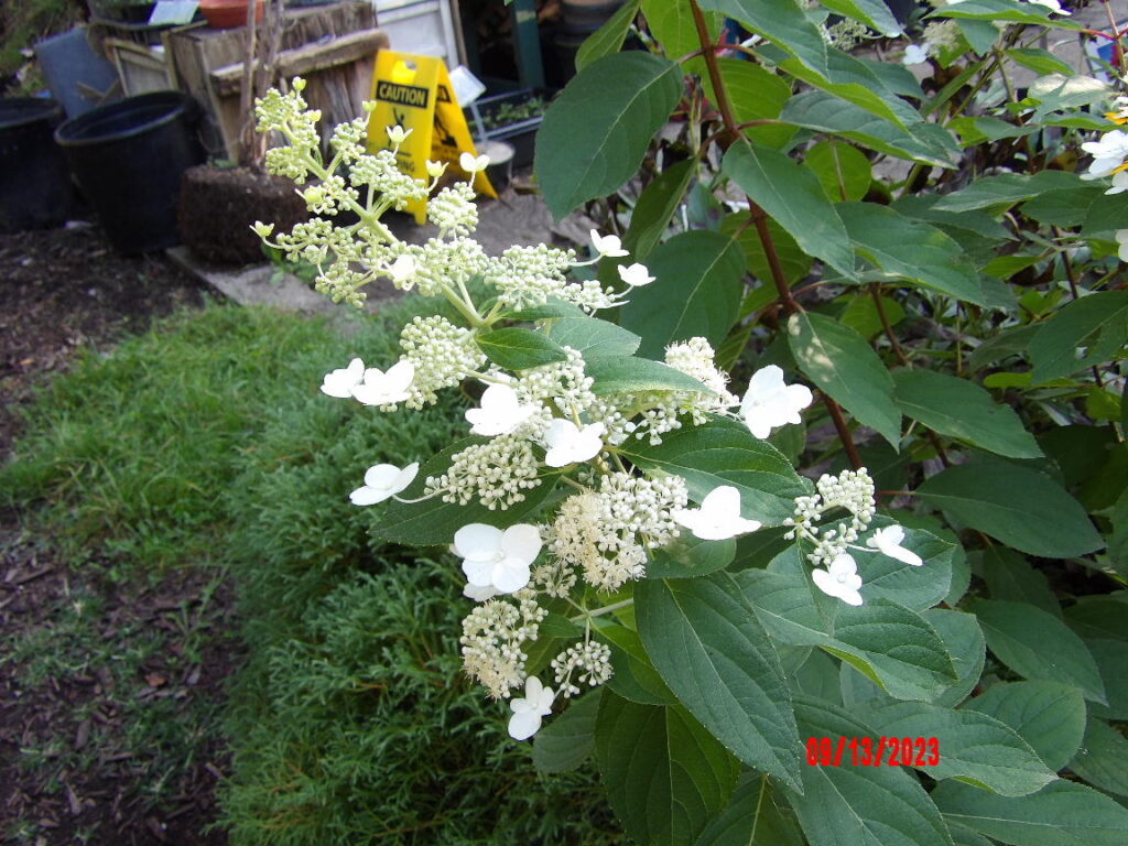 Tardiva Hydrangea flower