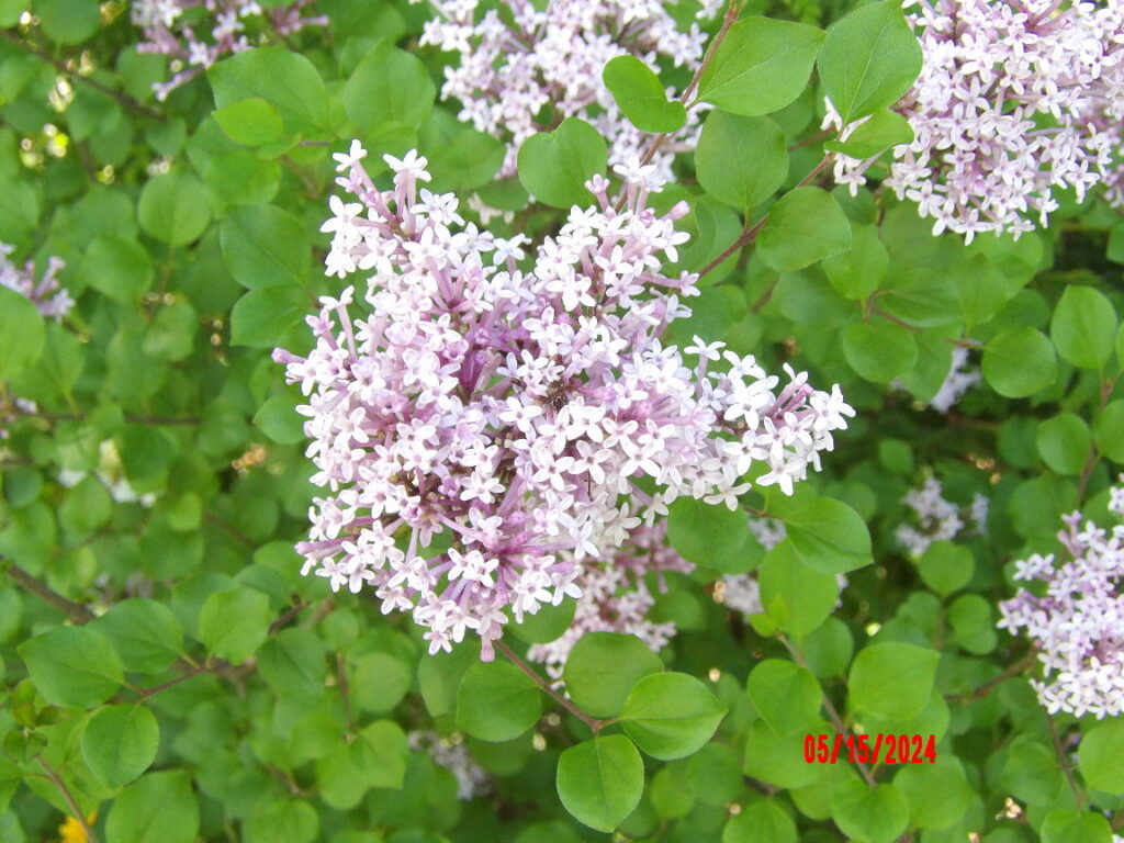 Palibin Lilac