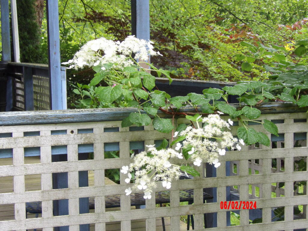 Climbing Hydrangea in bloom