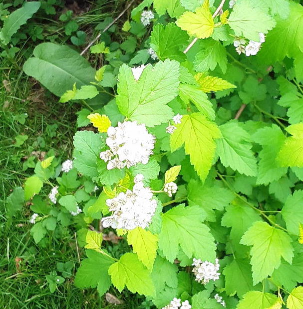 Nugget Ninebark flowering