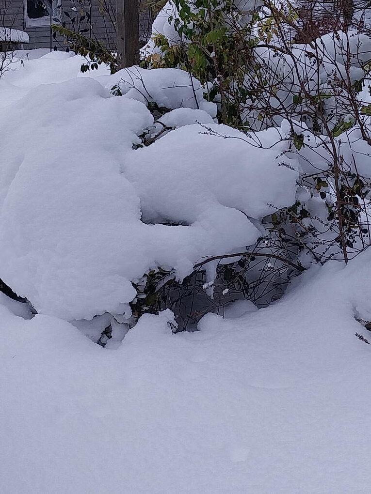 Bushes buried in snow