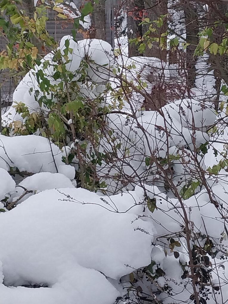 Tall bushes are now doubled over and buried with snow. Some snow damage to these plants may occur.