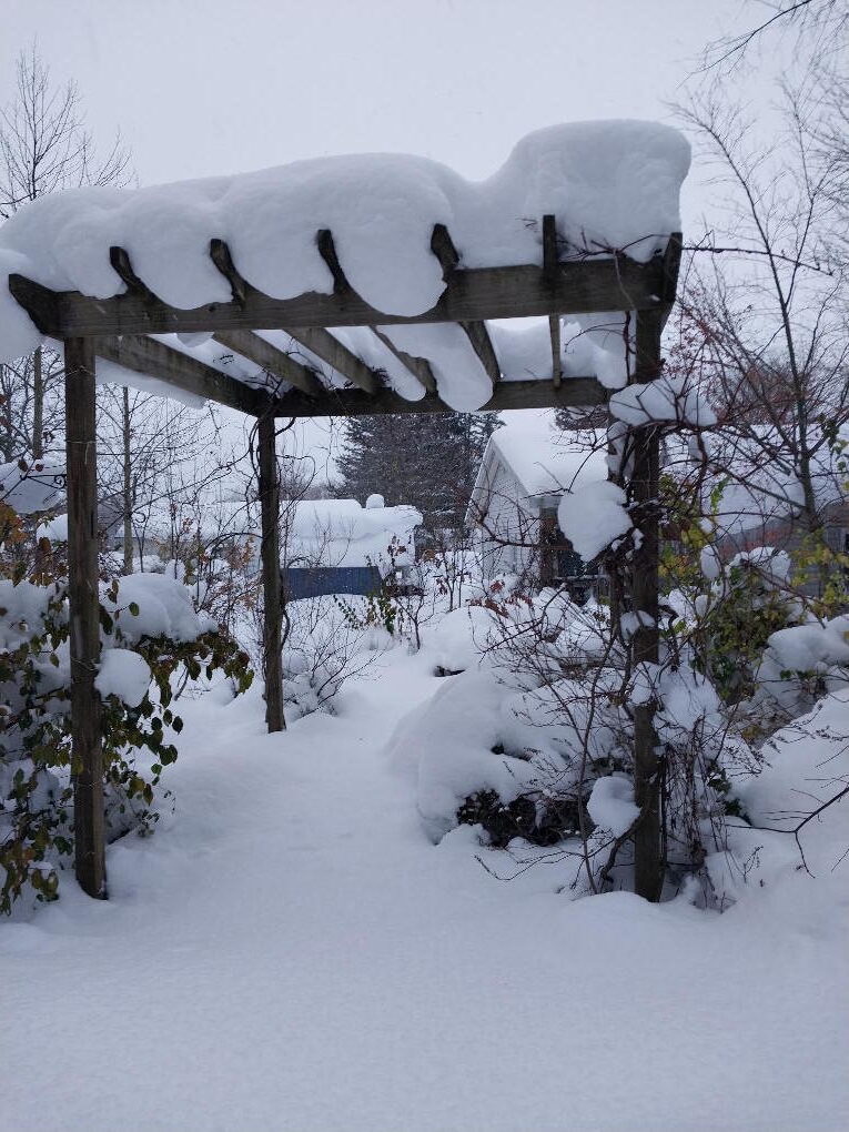 Snow damage to plants buried around the pergola