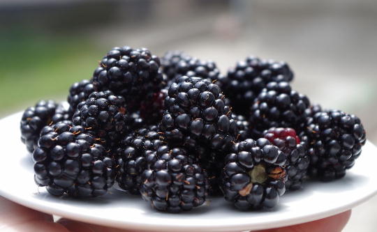 Blackberries