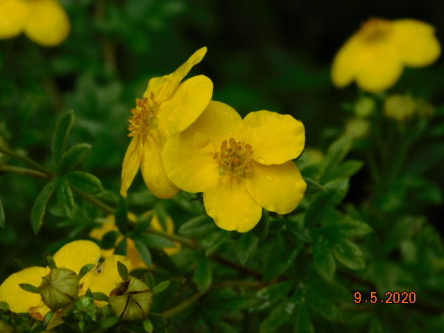 Goldfinger Potentilla flower