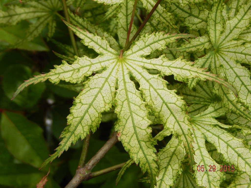 Peaches & Cream Japanese Maple