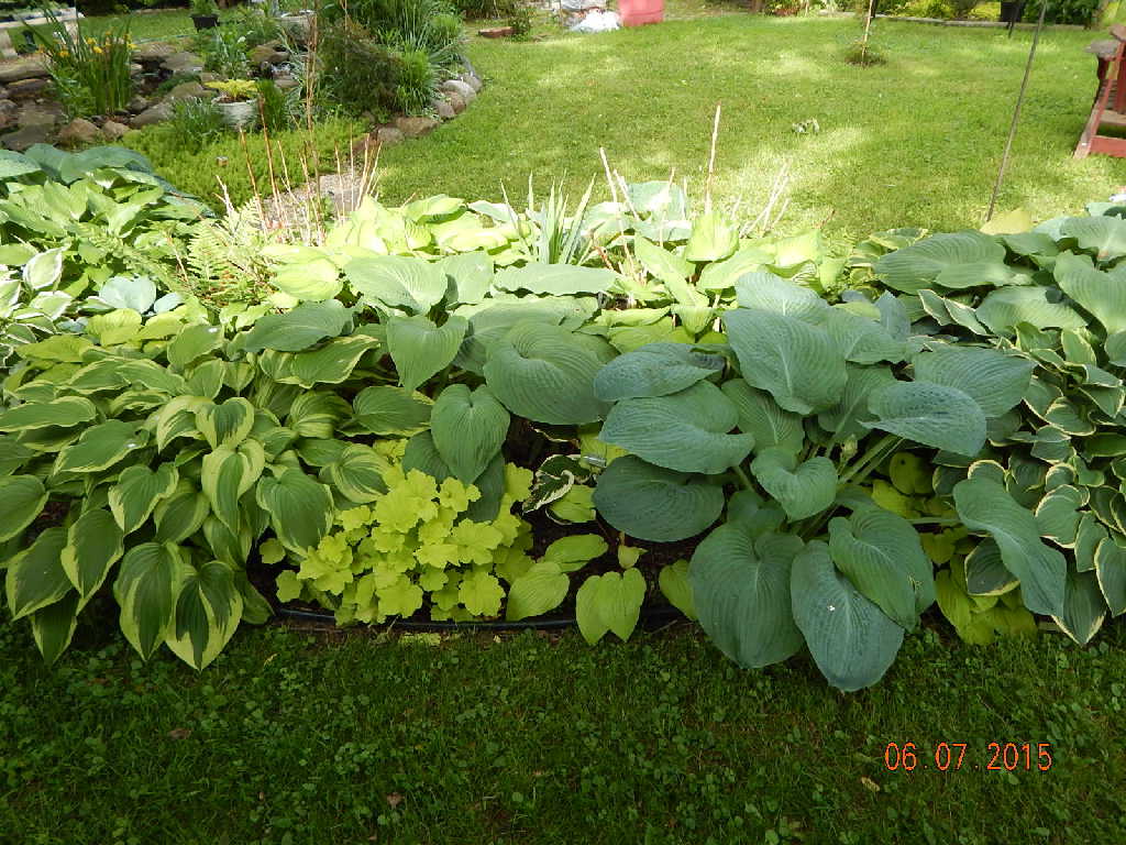 Hosta Haven