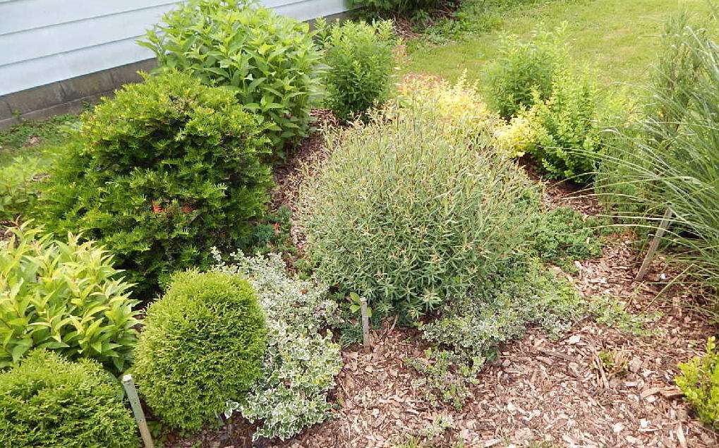 Raised Bed elbow plantings