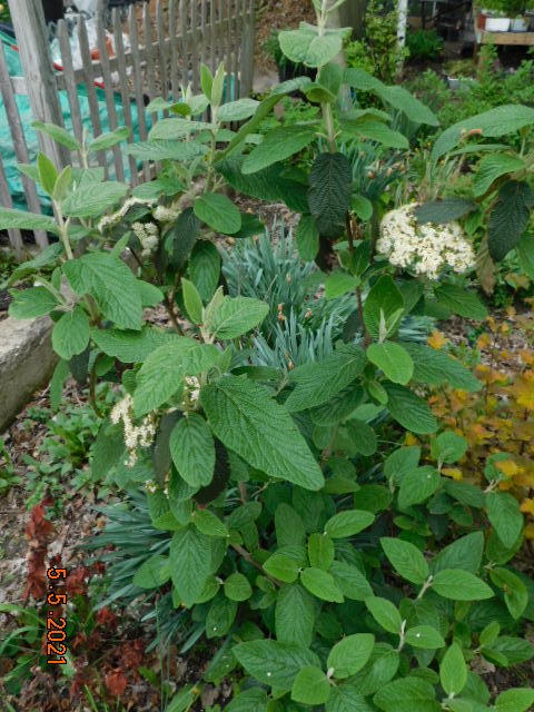 Alleghany Viburnum