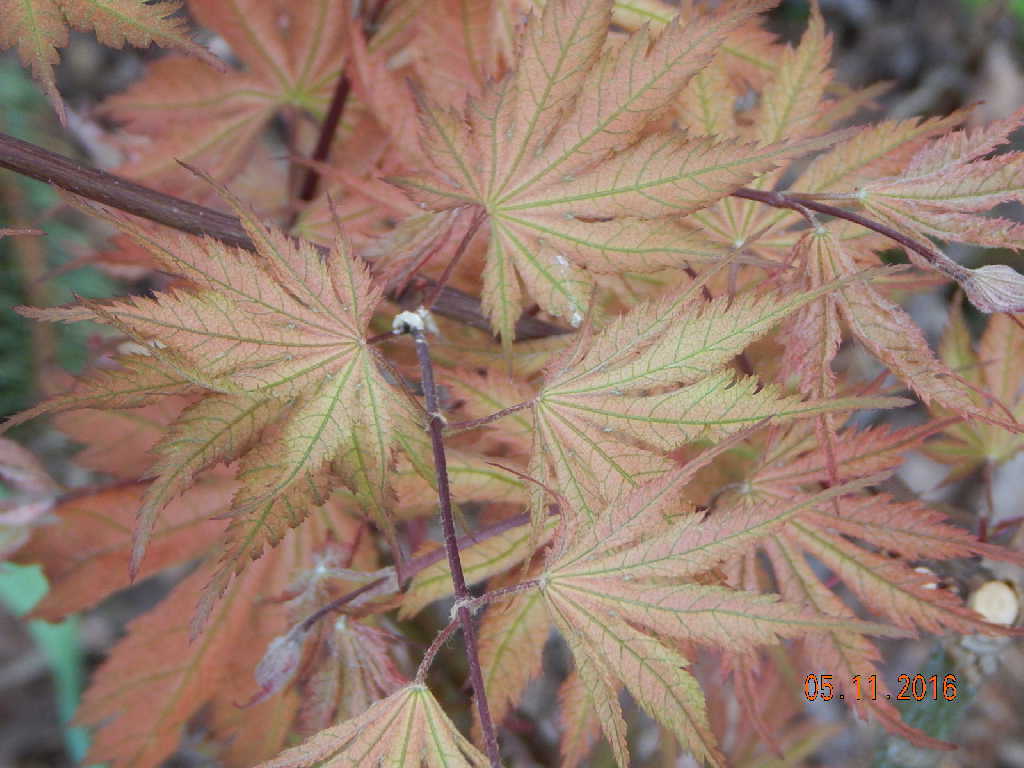 Ariadne Japanese Maple