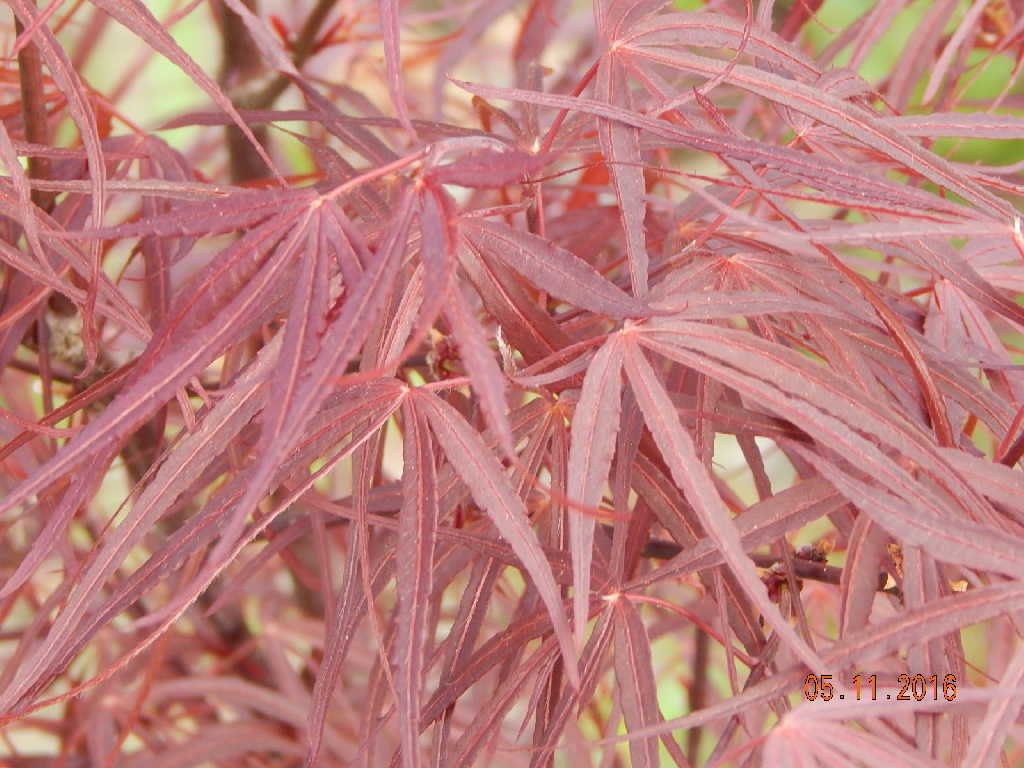 Hubbs Red Willow Japanese Maple