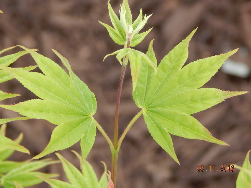 Hogyoku Japanese Maple