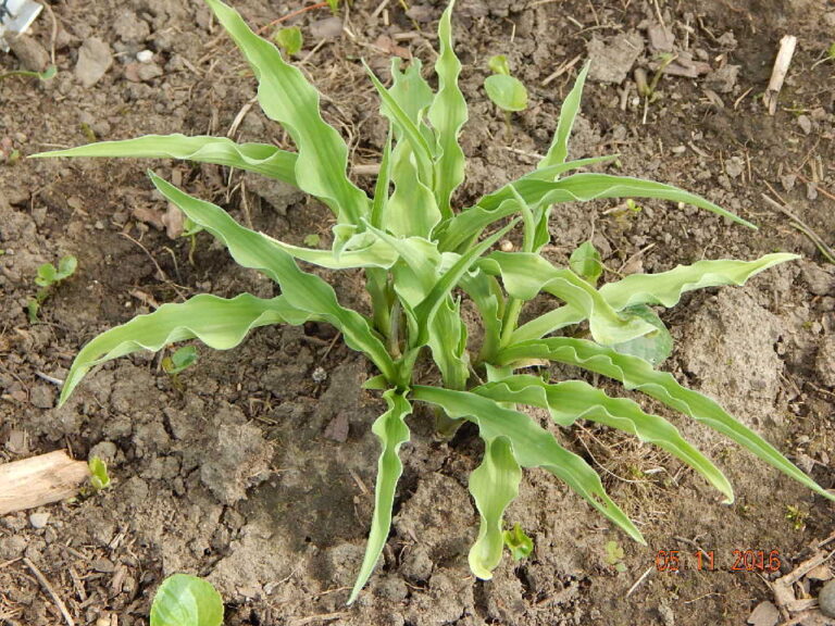 Curly Fries Hosta