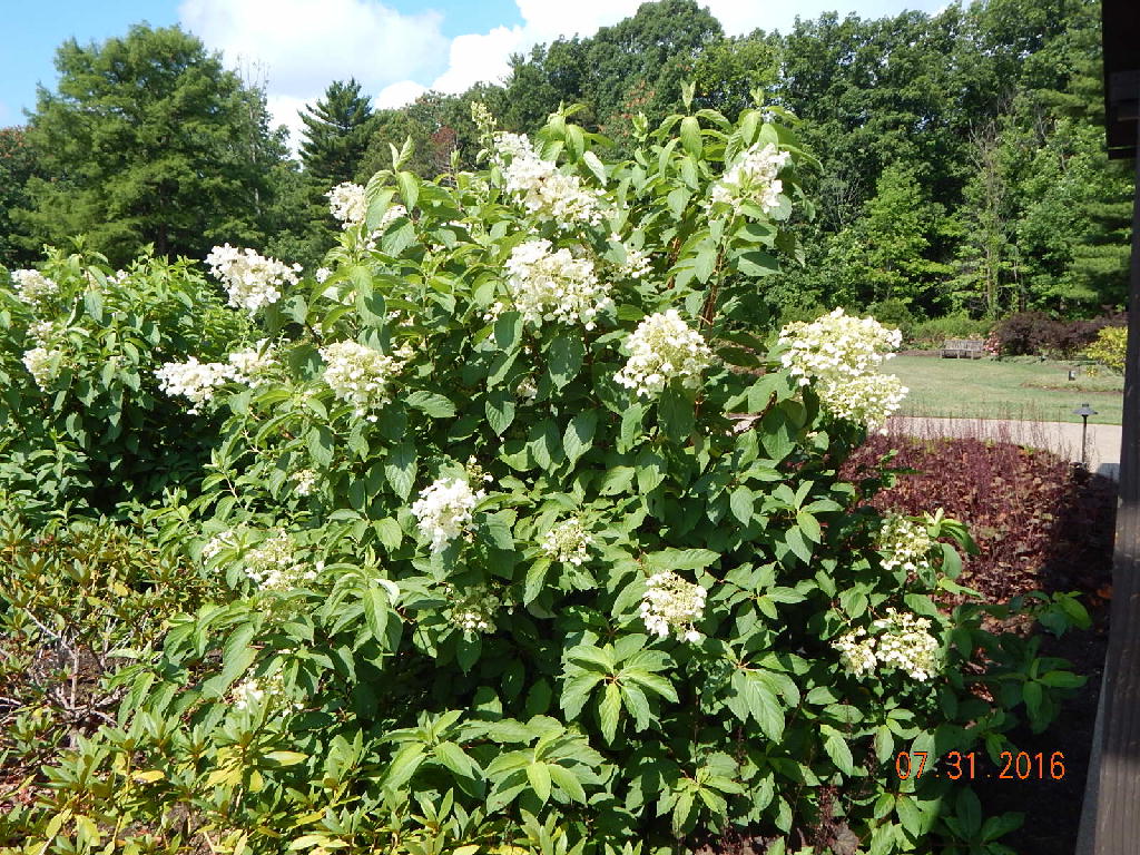 Pink Diamond Hydrangeas