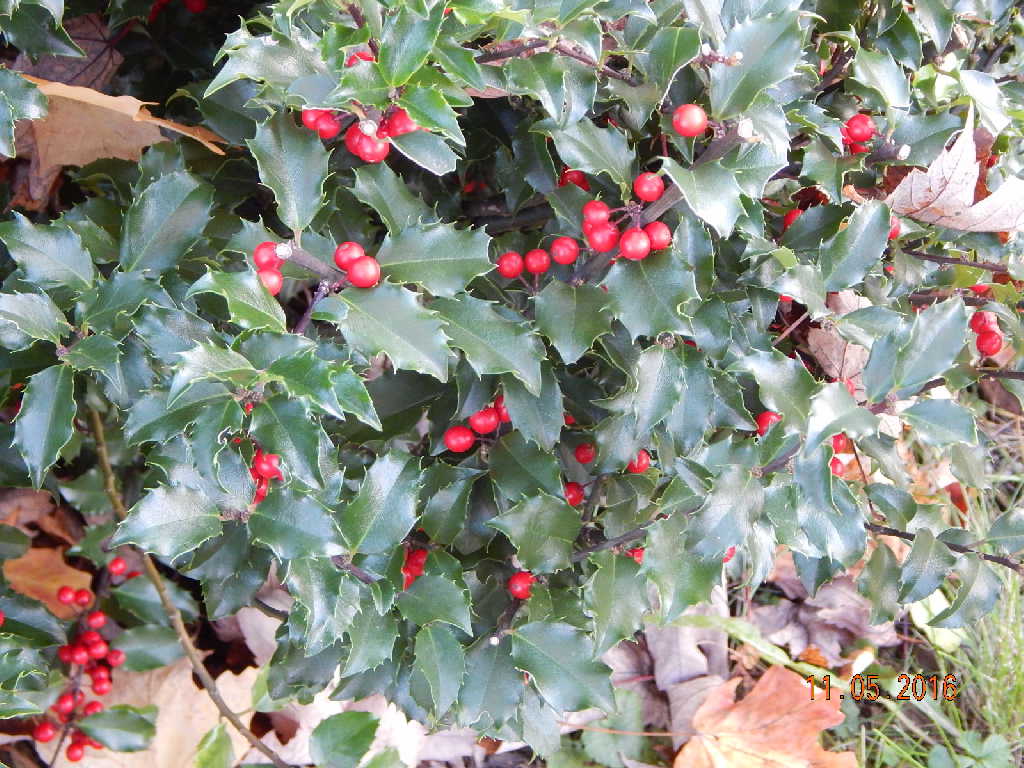 Blue Princess Holly with berries