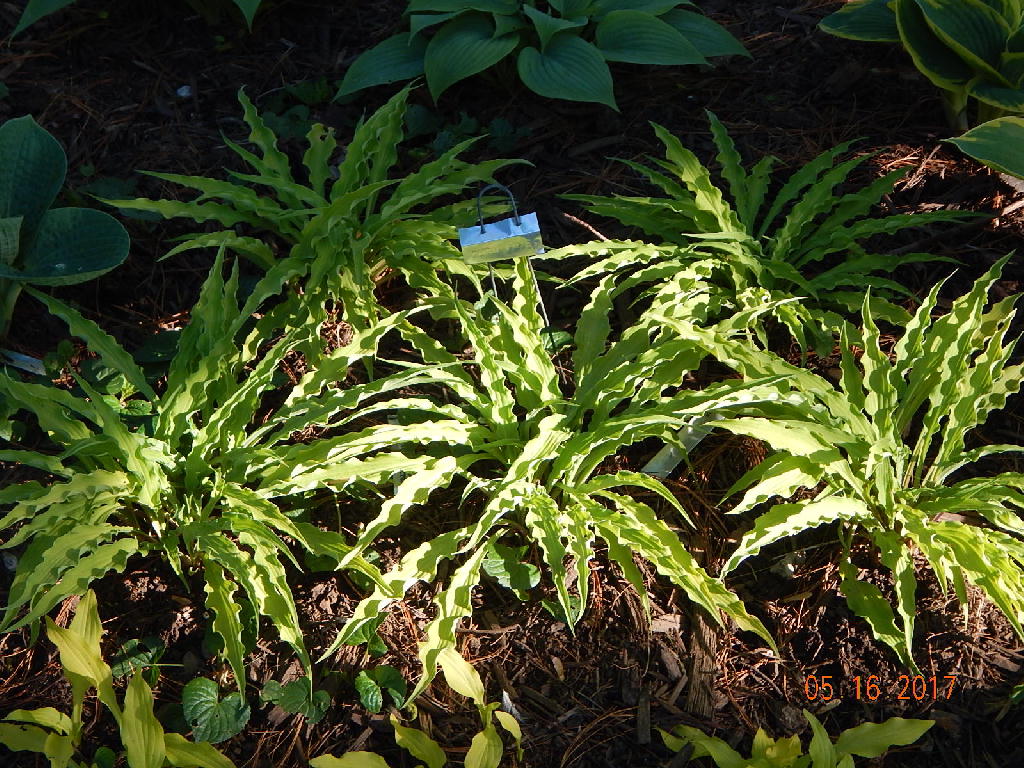 Group of Curly Fries Hosta