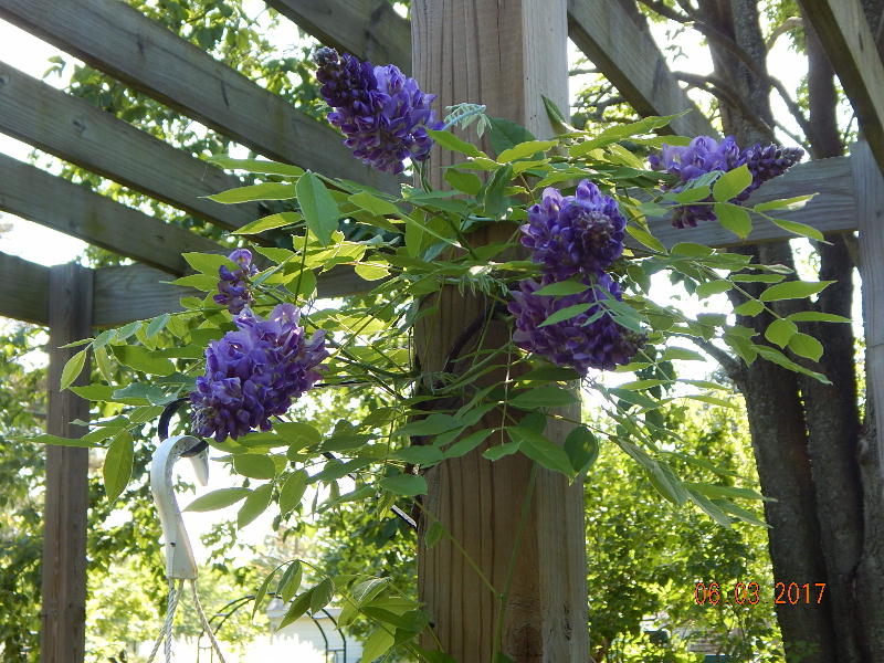 Amethyst Falls Wisteria