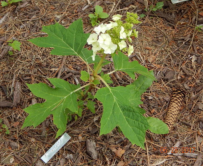 Munchkin Oakleaf Hydrangea