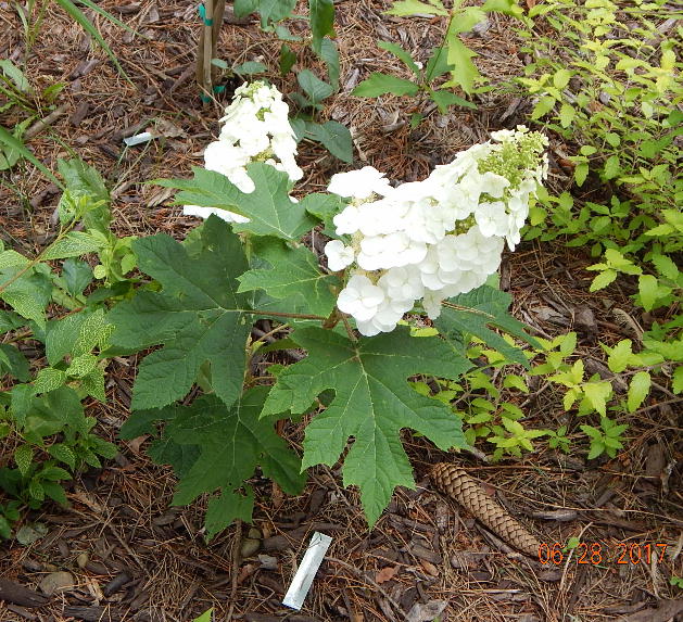 Ruby Slippers Oakleaf Hydrangea