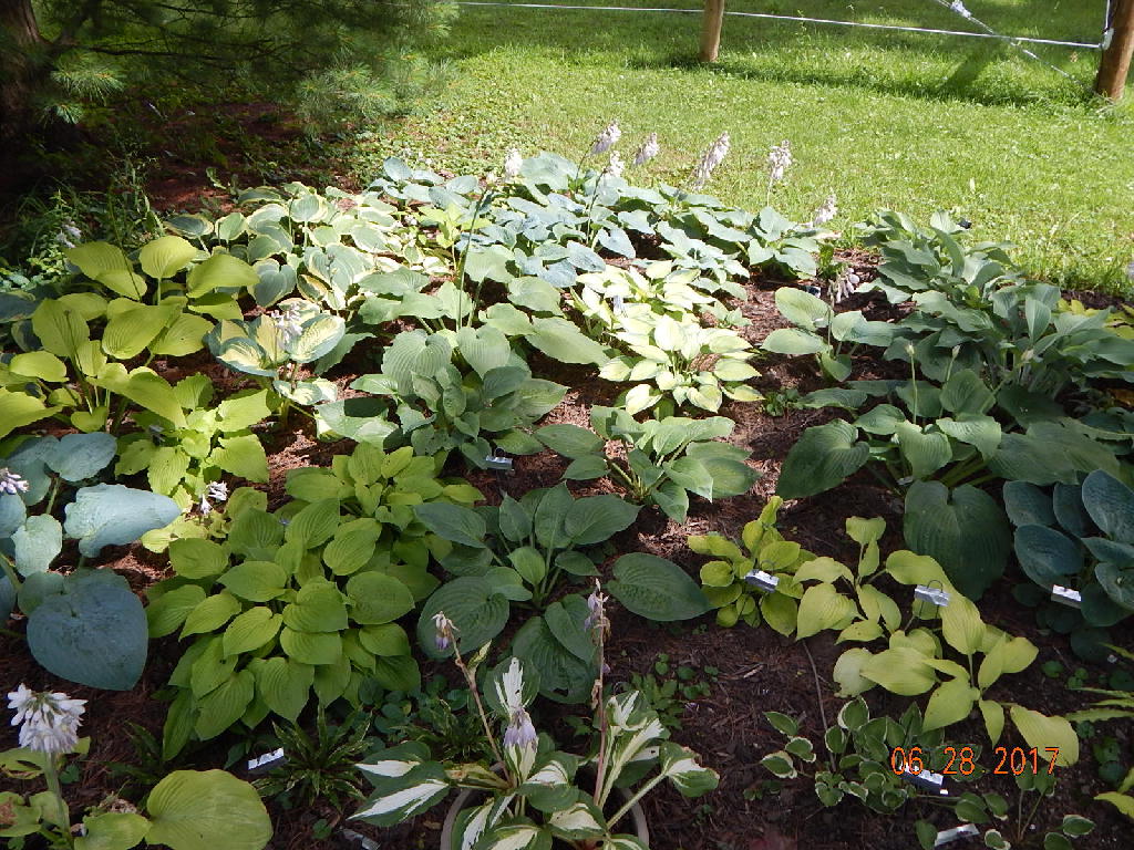 Border Hosta Bed