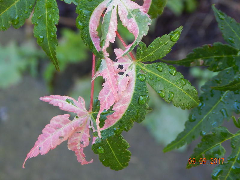 Oridono Nishiki Japanese Maple