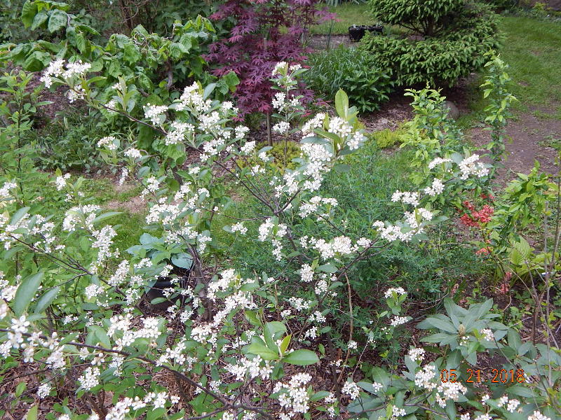 Red Chokeberry in bloom