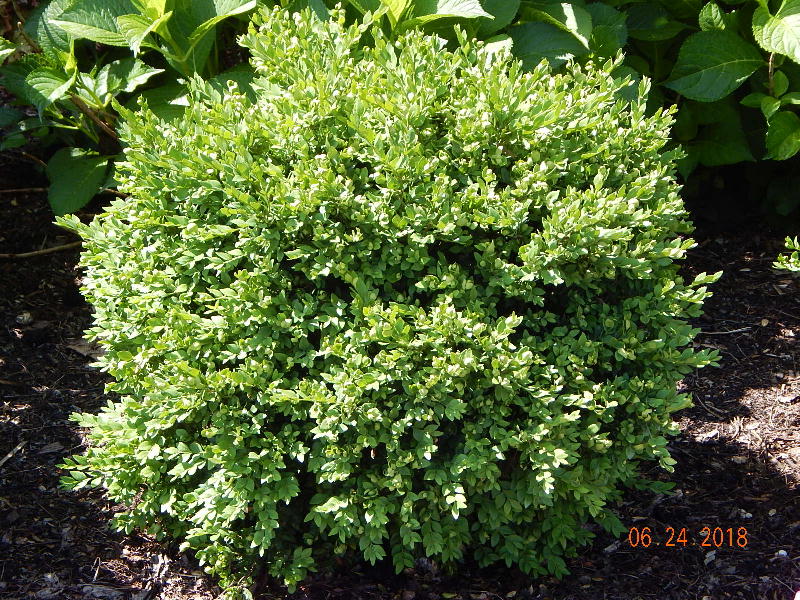 Green Velvet Boxwood