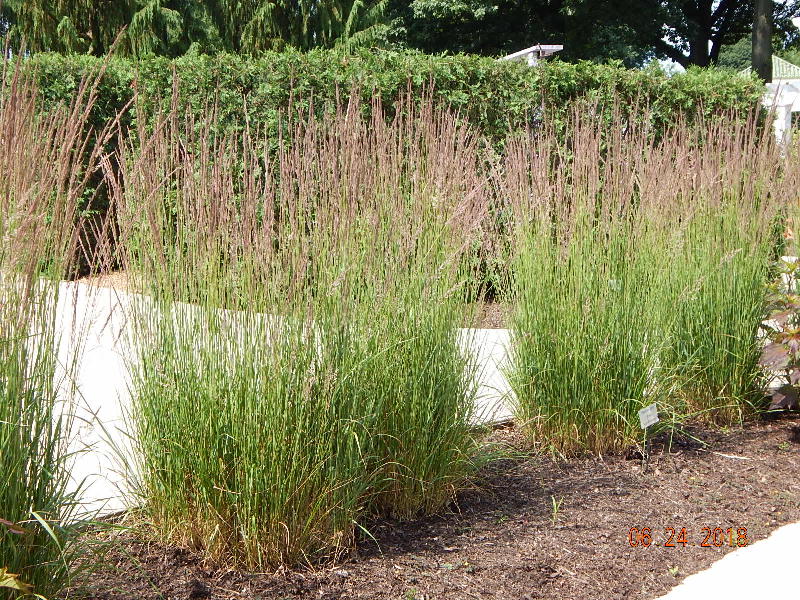 Karl Foerster Feather Reed Grasses