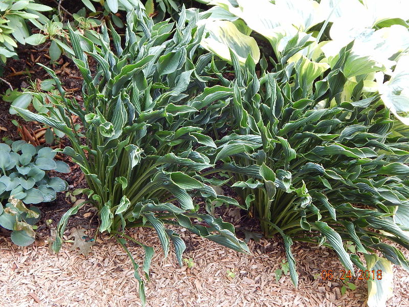 Praying Hands Hostas