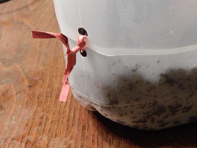 Jug tied together