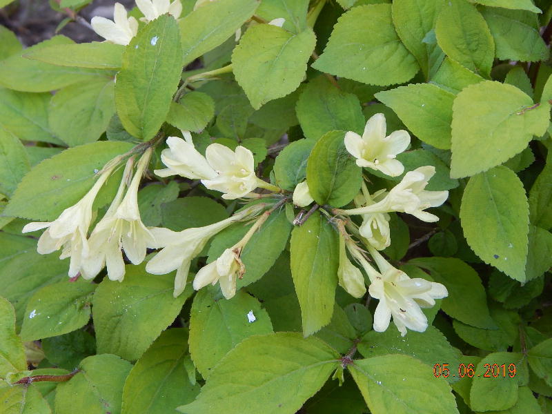 Canary Weigela