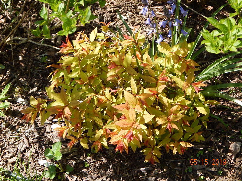 Goldflame Spirea